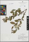 Foto von Salix hastata L.